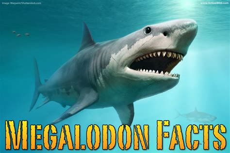 megalodon facts and information.